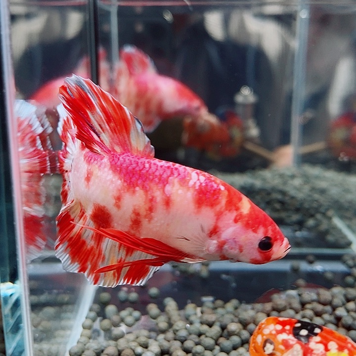 A***6斗鱼黑14号巨否将军