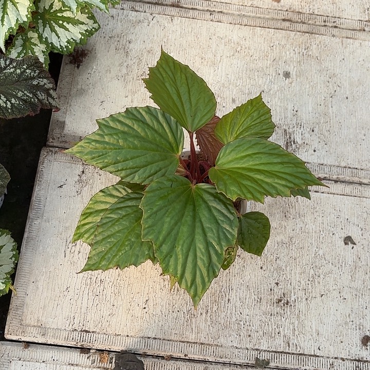 完全开放贝壳秋海棠