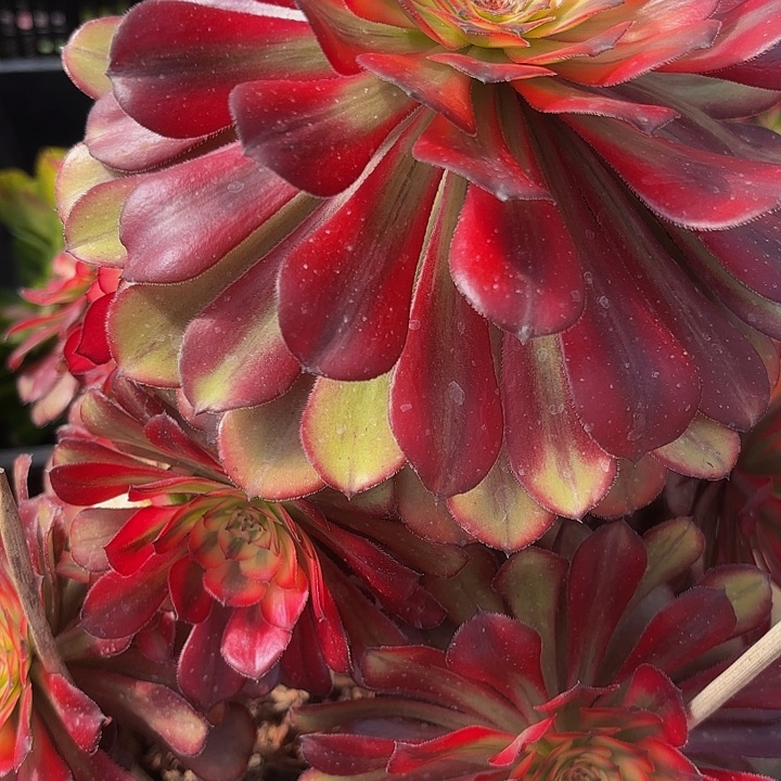 多肉植物福利381