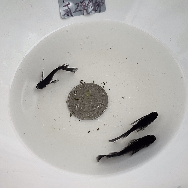 青鳉鱼真长鳍飞梦大蛇3条20号