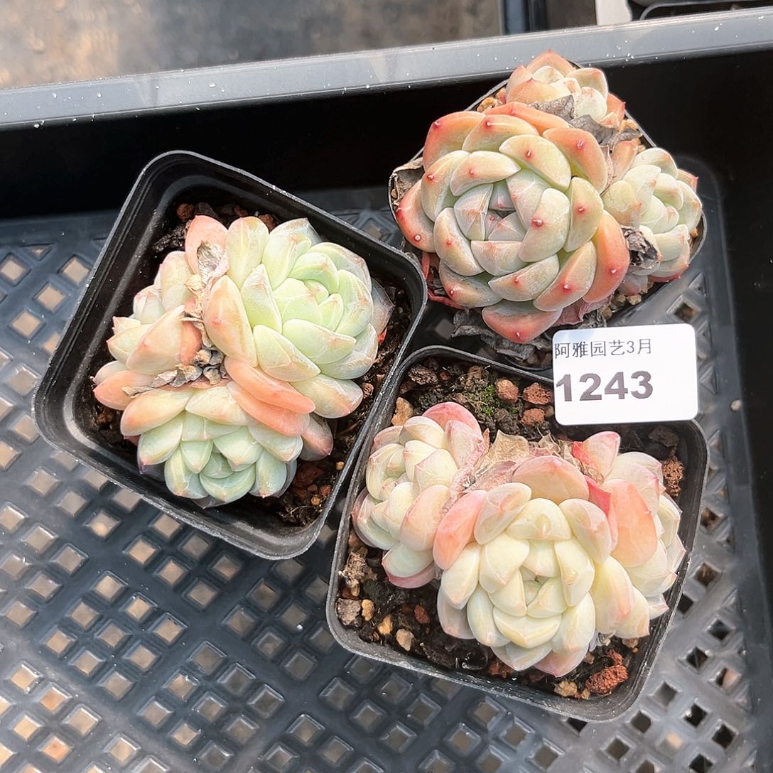 阿雅园艺。    1243