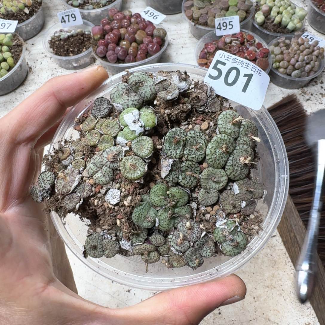 501 多肉植物一盒