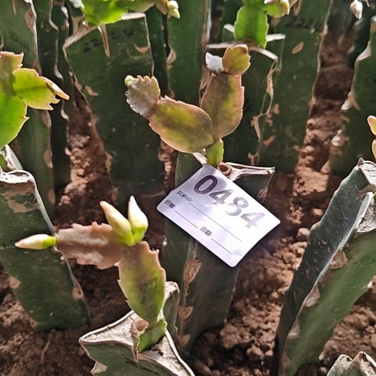 2228红果乐喜年零度之上包邮484