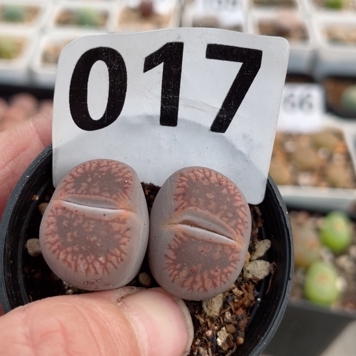 017母本日轮锦双头