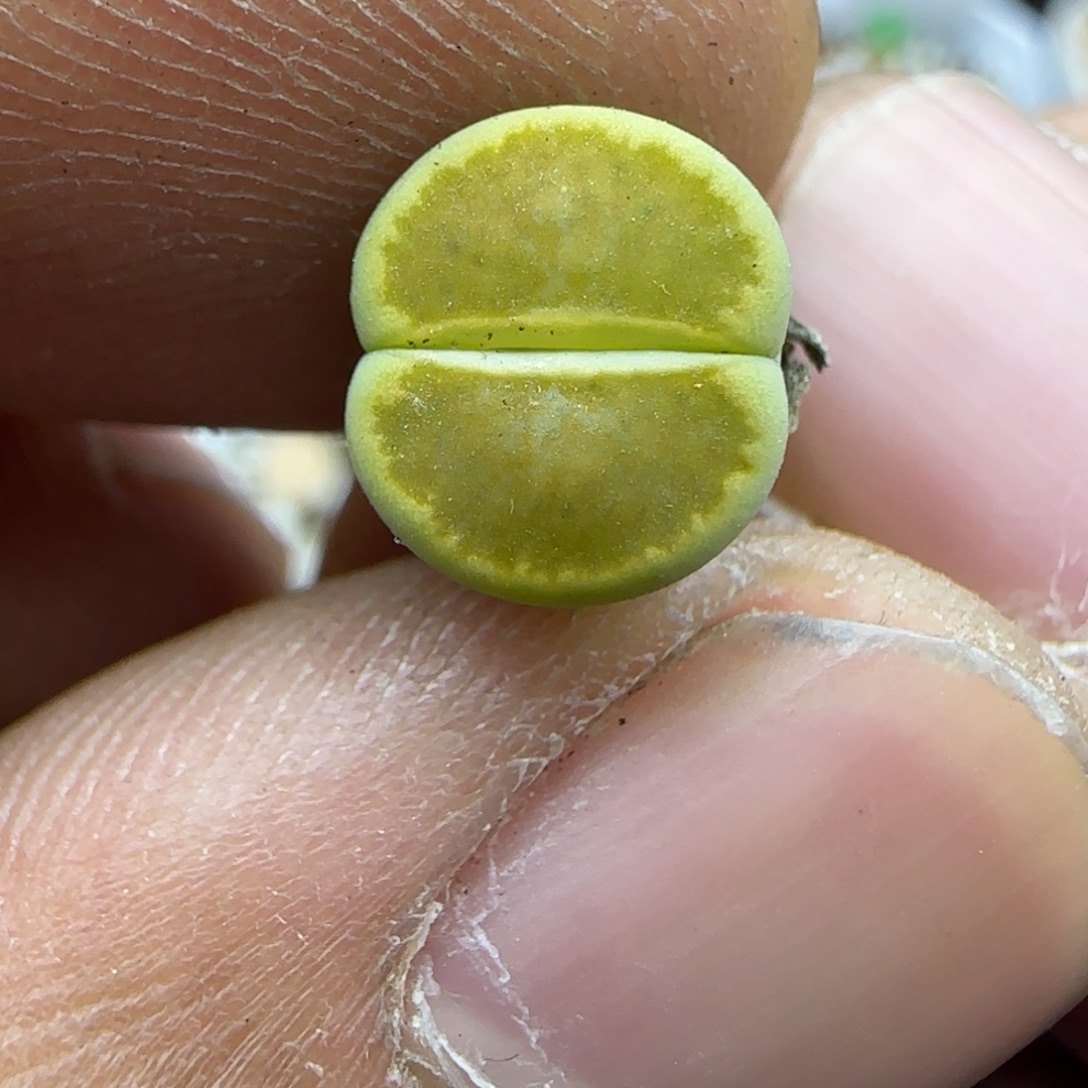 887 生石花大棚直播