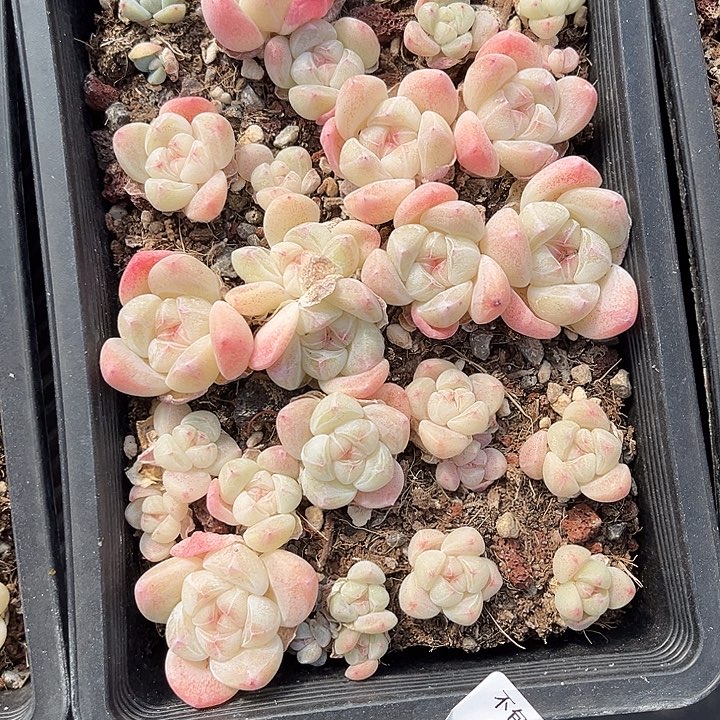 阿雅园艺。     9230一盒