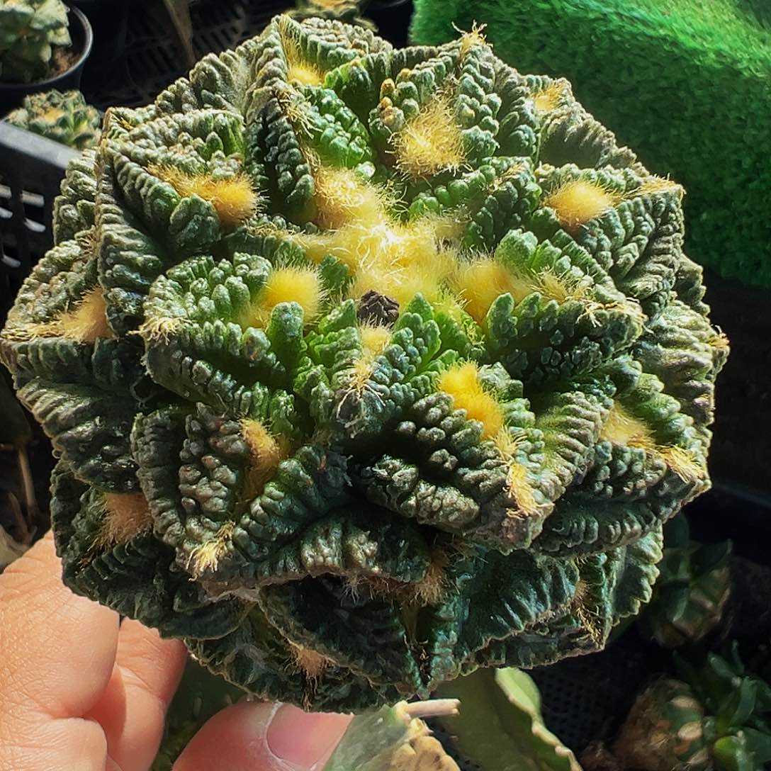 无花朵福利辛顿龟甲牡丹169