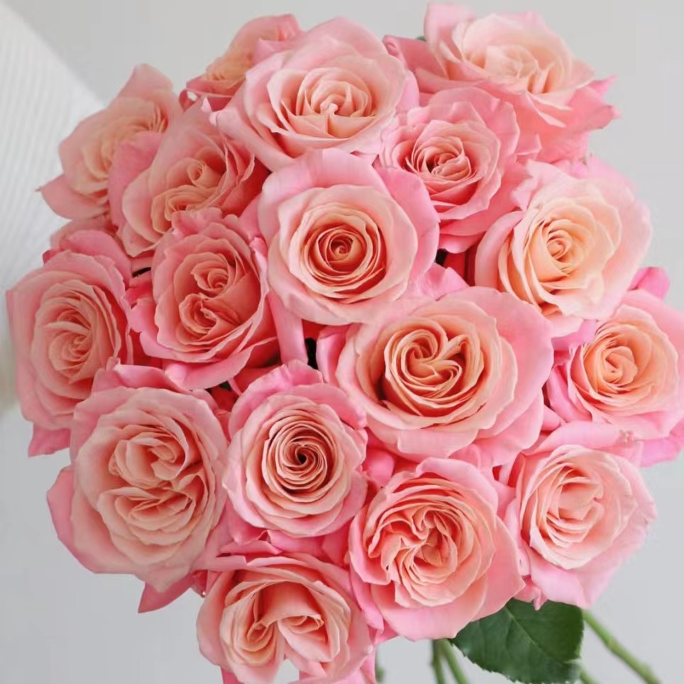 【朱小姐】单头玫瑰 方德品牌基地 | 全场鲜花任意满2单以上包邮