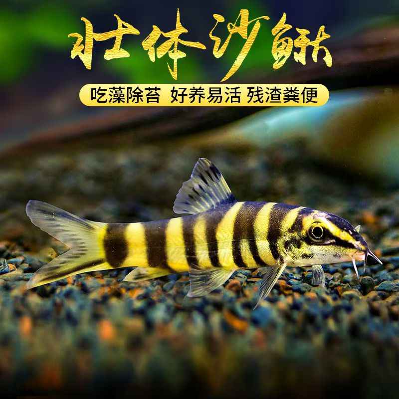【观赏鱼】壮体沙鳅原生冷水鱼九间鼠鱼清道夫工具鱼吃残渣粪便活体