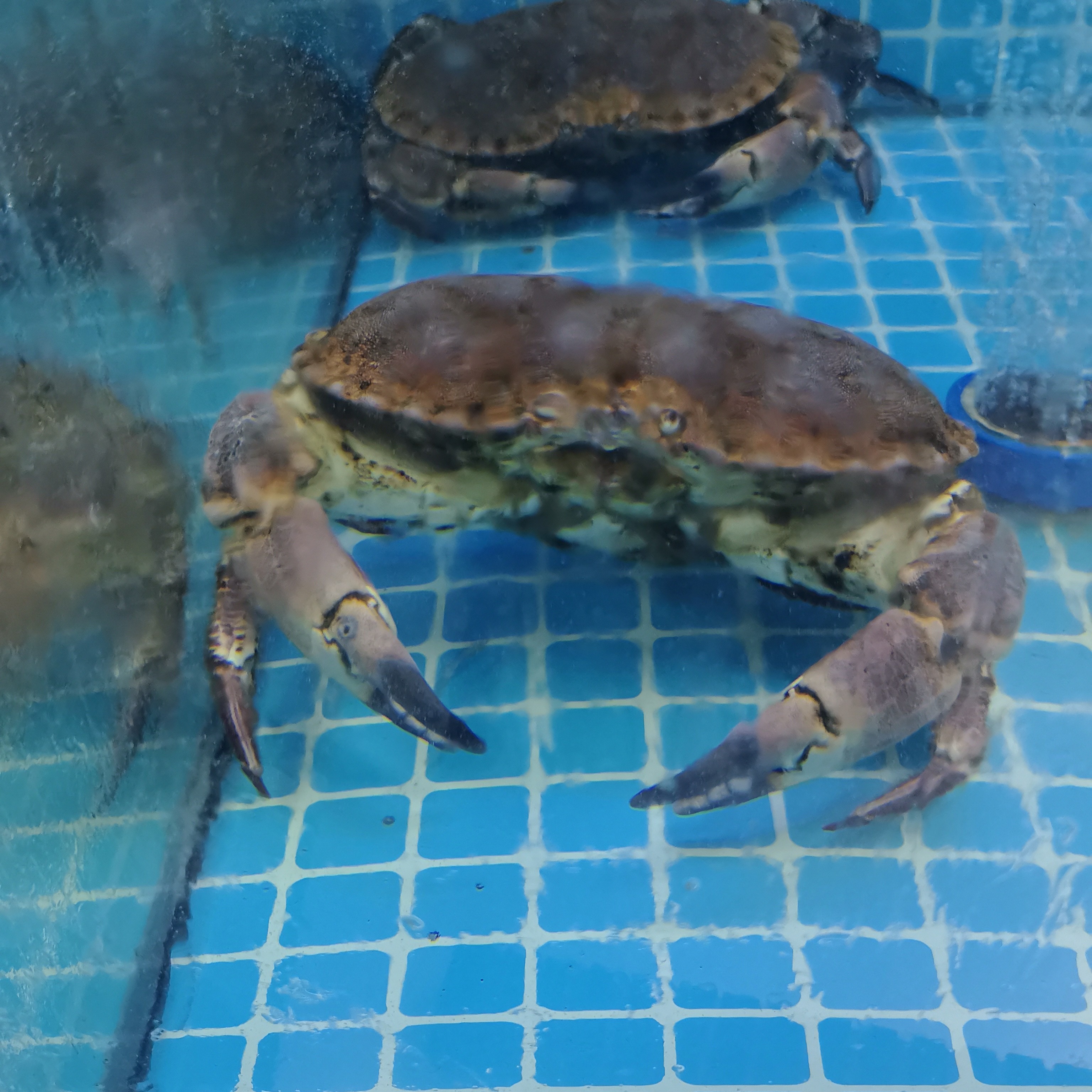 面包蟹约1100g(宰杀请备注，默认活送)