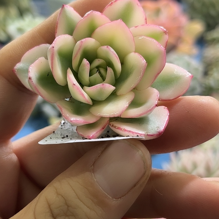 621大锦边奶油黄桃锦炸