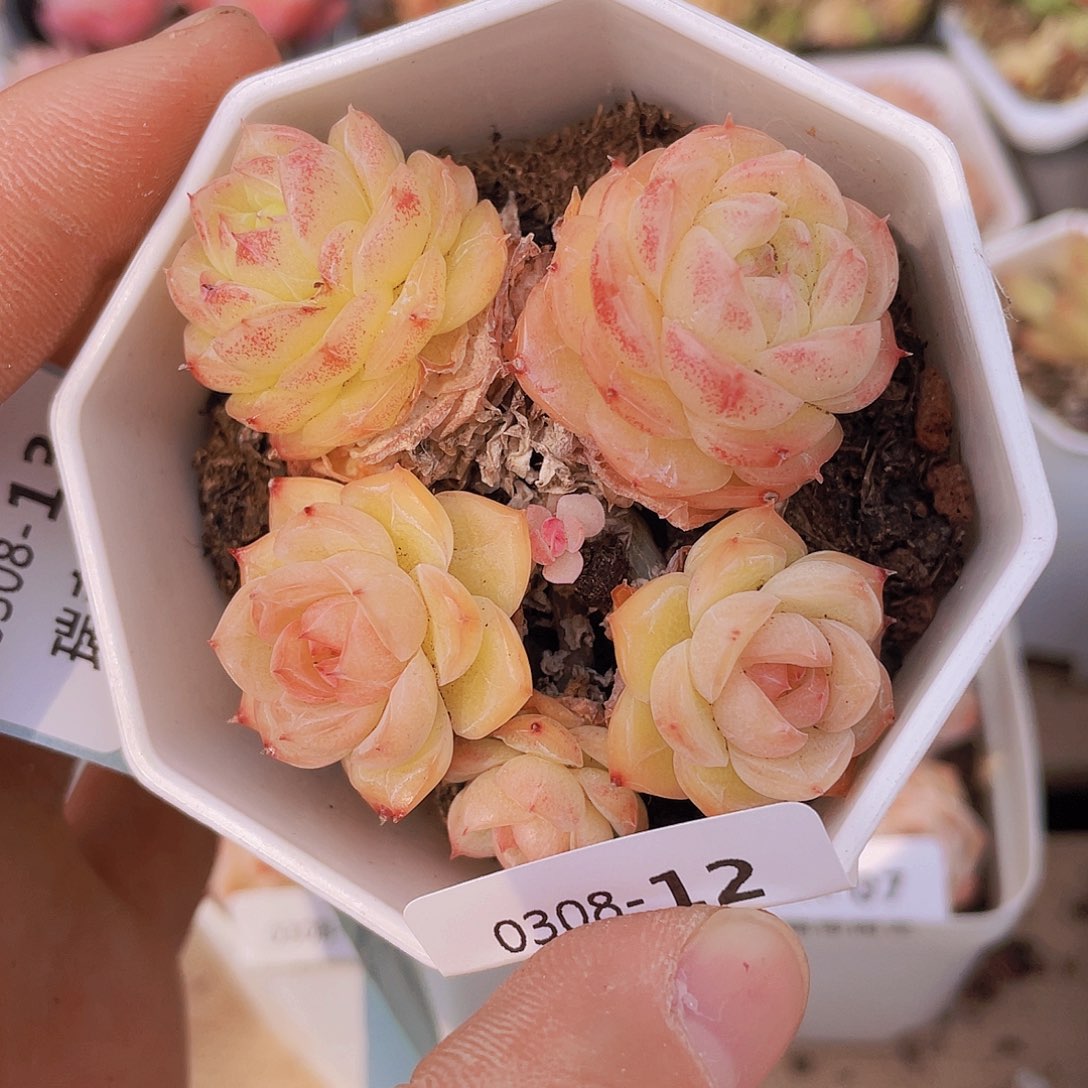 00000000000012一物一个