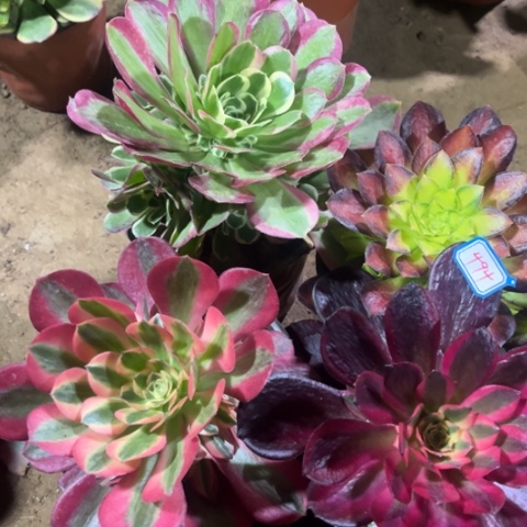 494多肉植物组合