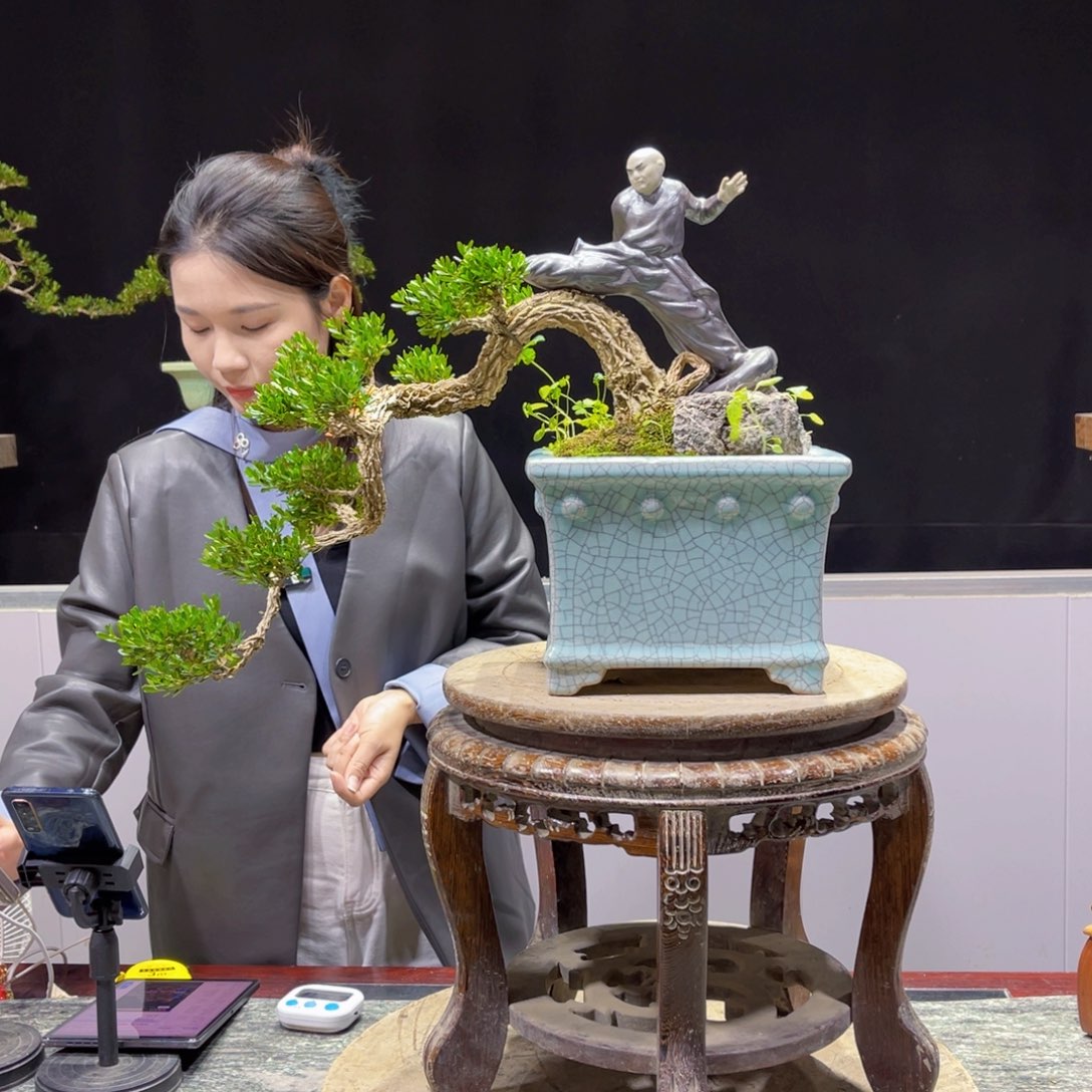 四季常青老桩黄杨盆景