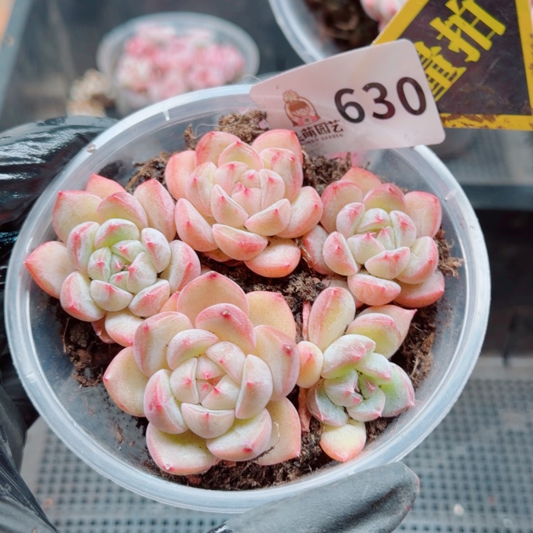 多肉植物多肉植物