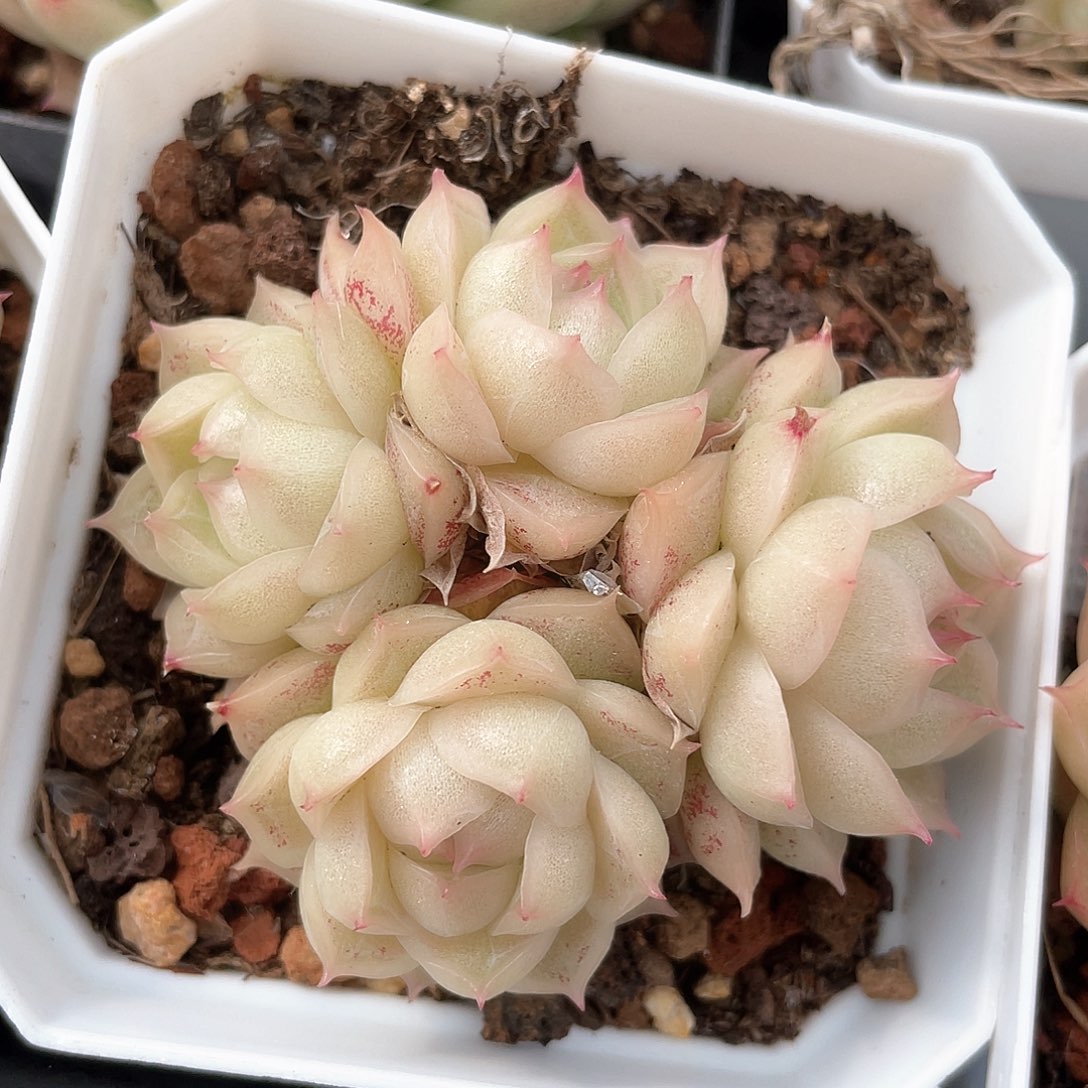 优选麦秆福利9134