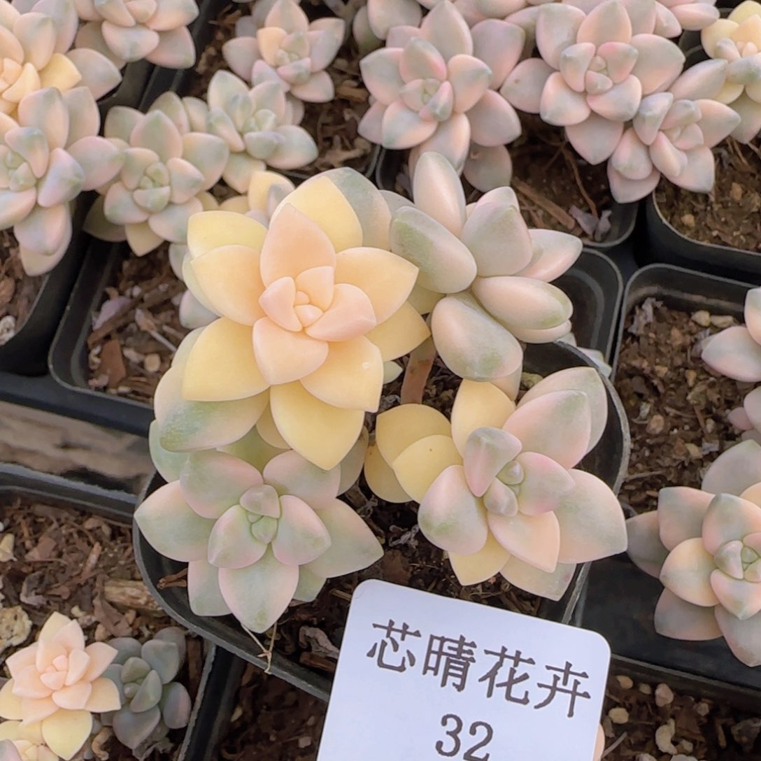 多肉很小看清楚下单拒绝非品质售后32