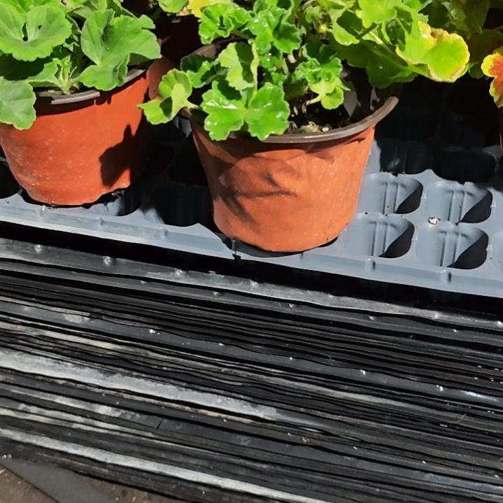 完全开放粉焦糖，托斯卡纳，王子，黑天鹅