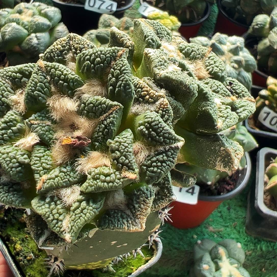 无花朵福利双头大尤黑牡丹236