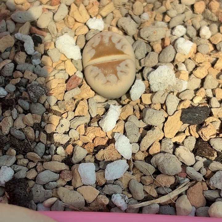 113c183a热唇尺寸1.35