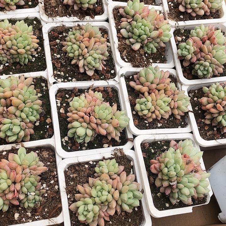 百搭翡翠19.9一盆88888888