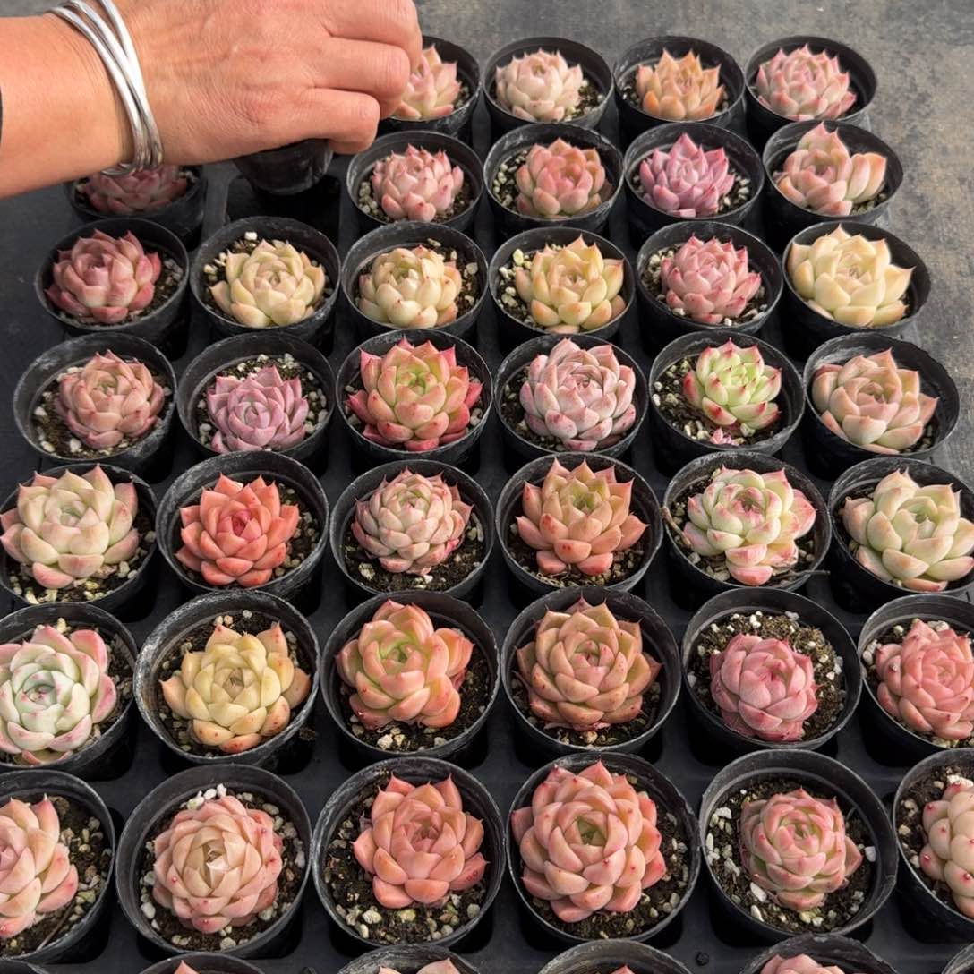 多肉杂交量拍麦秆10-36