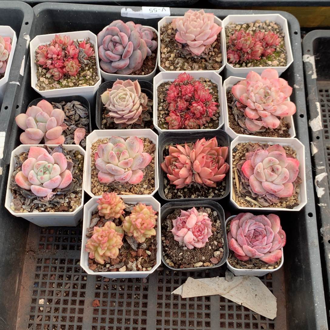 无花朵S101英语英语