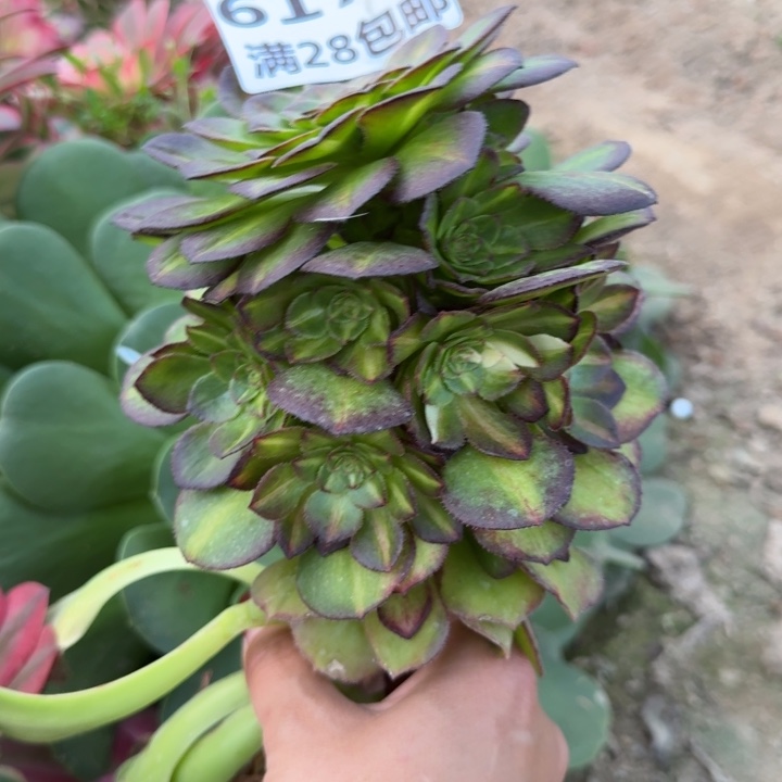 6170三号棚嫁接海王N