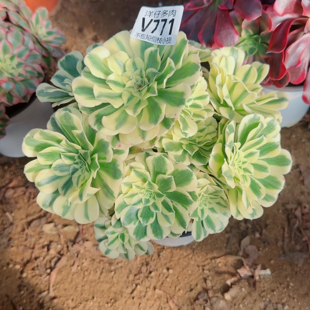 迈巴赫法师771冠幅23