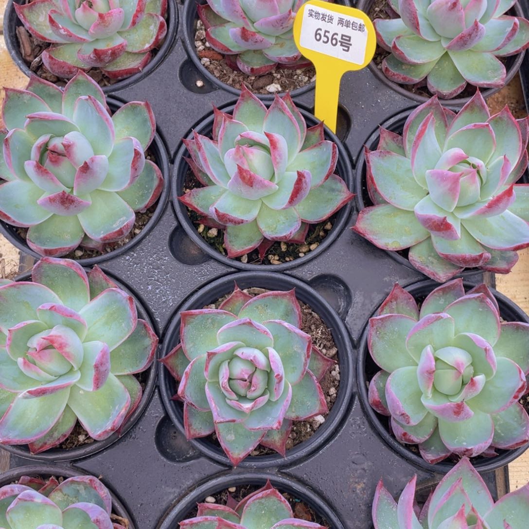 656号 惊鸿仙子单头一个