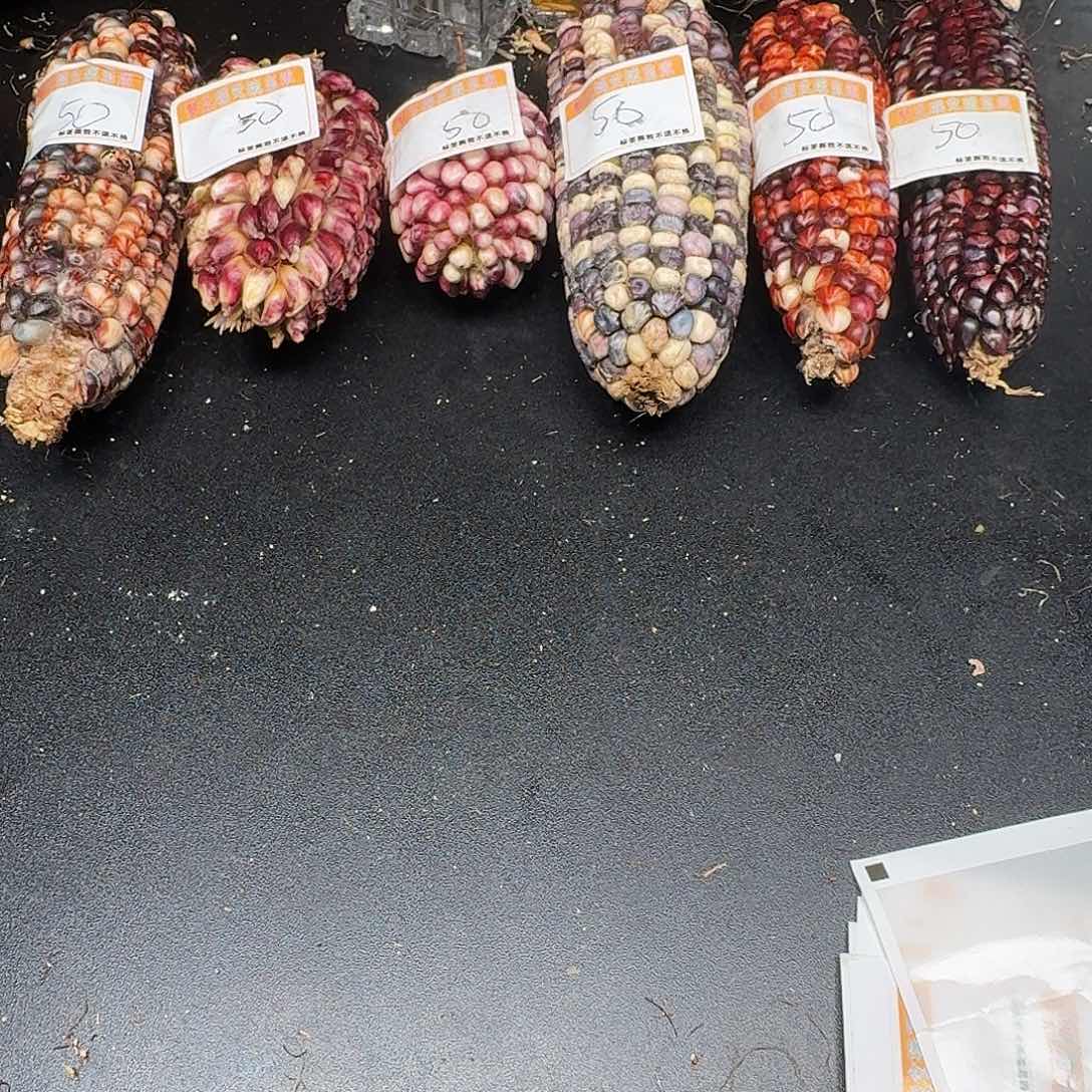 S***_大叶紫檀（黑酸枝木类）