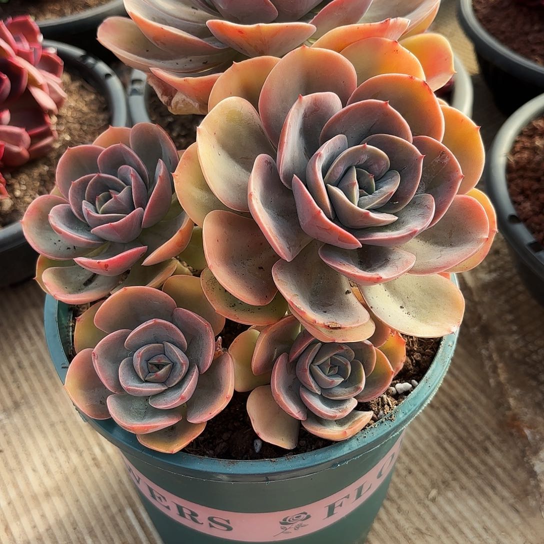 最*?黑天鹅多肉寄养