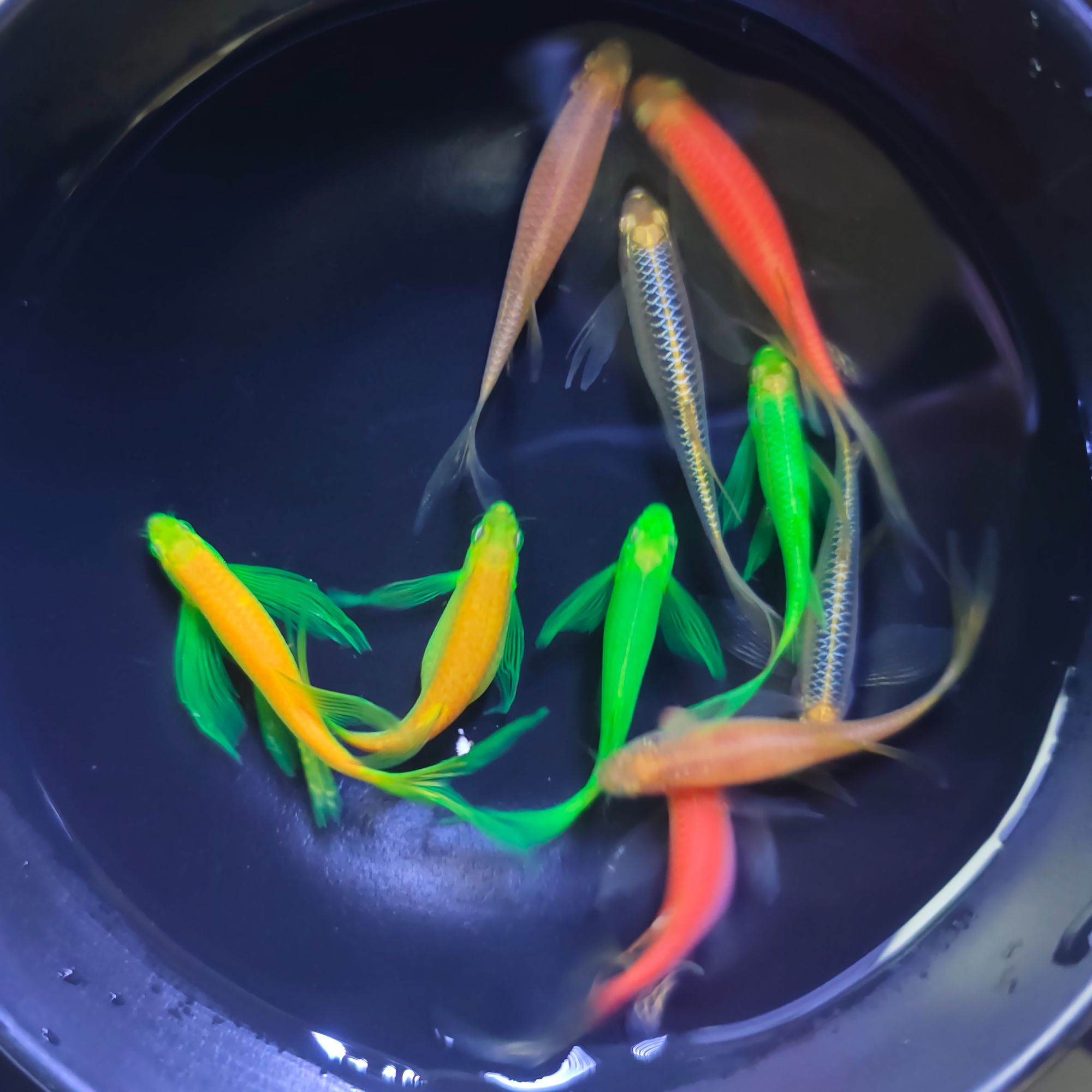 龙凤2绿2红2蓝2铂金2     蝶翼斑马鱼长尾长鳍热带淡水观赏鱼