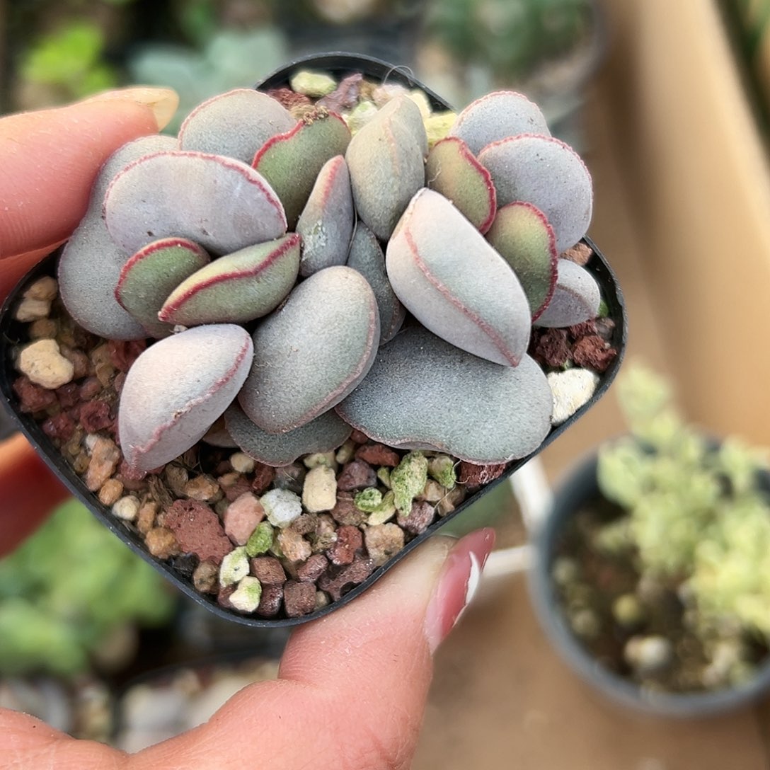 多肉植物红蛋水泡