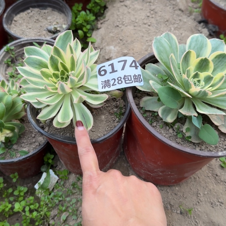 6174三号棚两个多肉