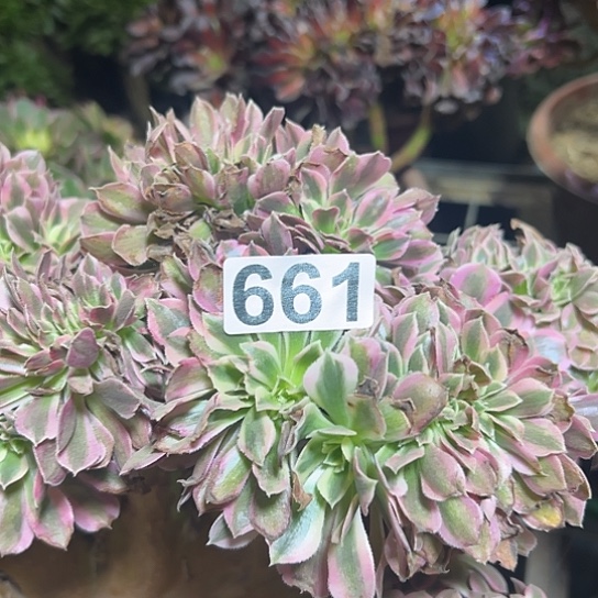 星***辰多肉植物一个女巫有伤661