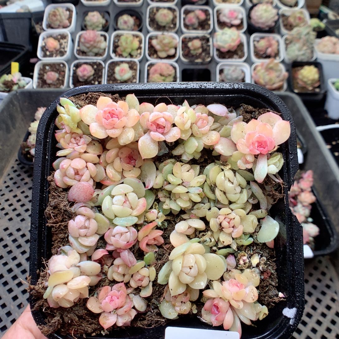 无花朵S138英语英语