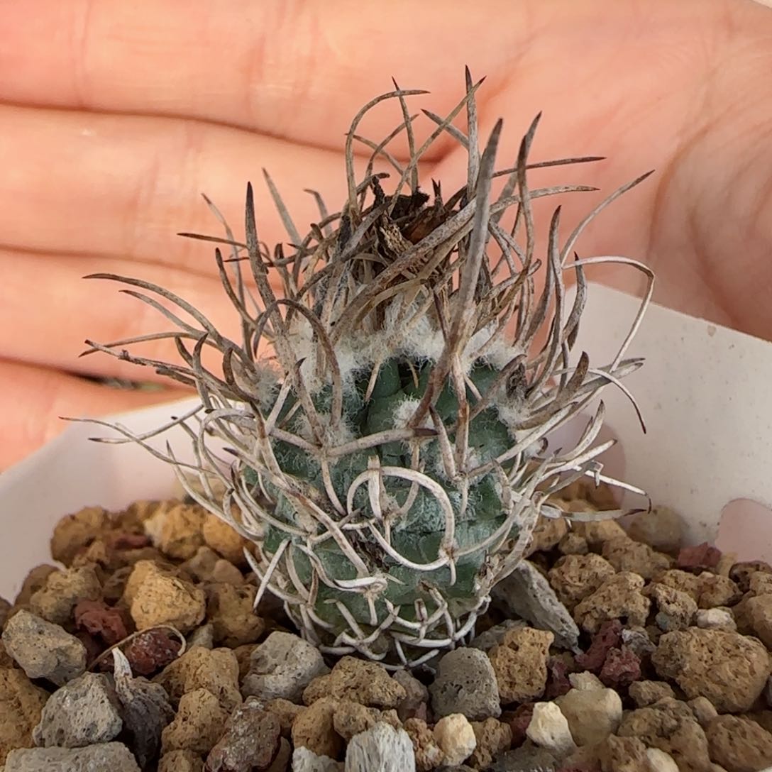 实生黄龙多肉0000