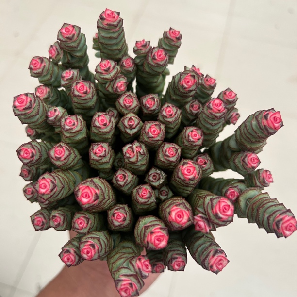 105杯钱串多肉植物室内耐旱