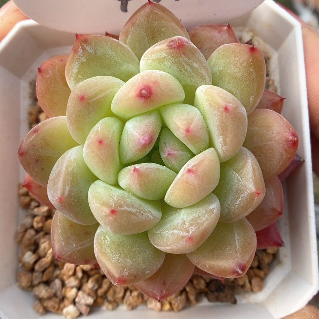 玄机可拍4312号。   