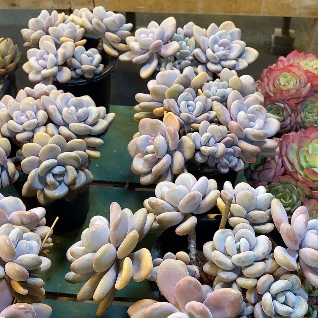 大群粉兔，老庄，12345679