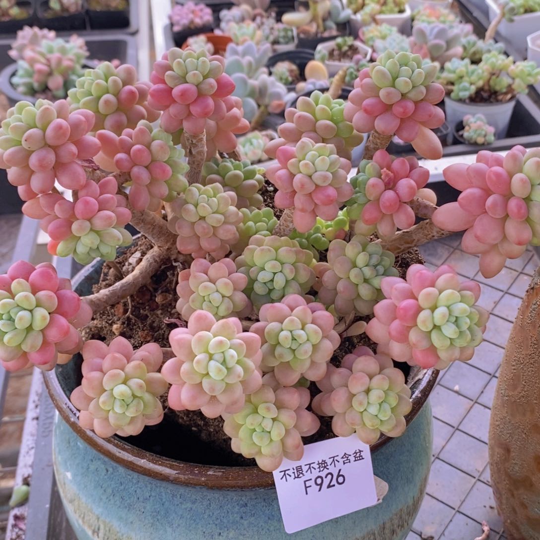 鱼子酱老桩18cm926多肉植物