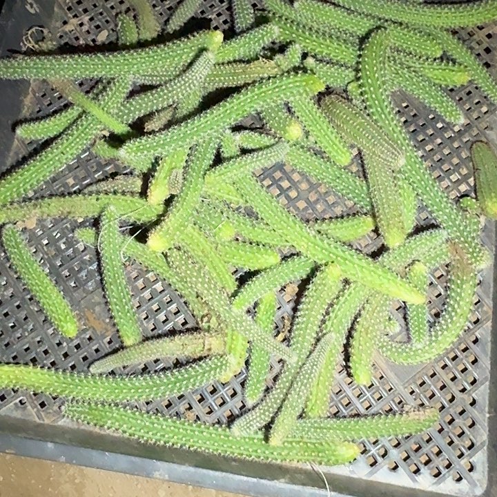 白檀双色侧芽一堆