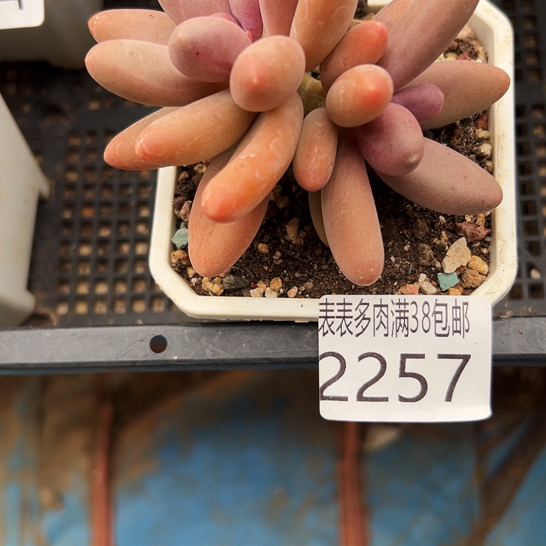 多肉一物一拍植物2257