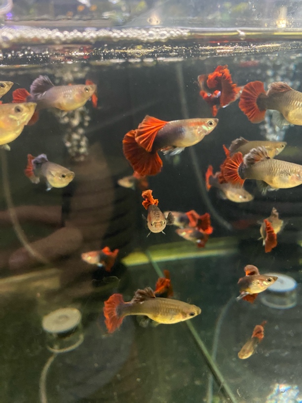 折扇菊花扇一对 