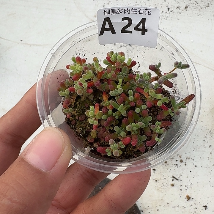 24多肉植物多肉植物