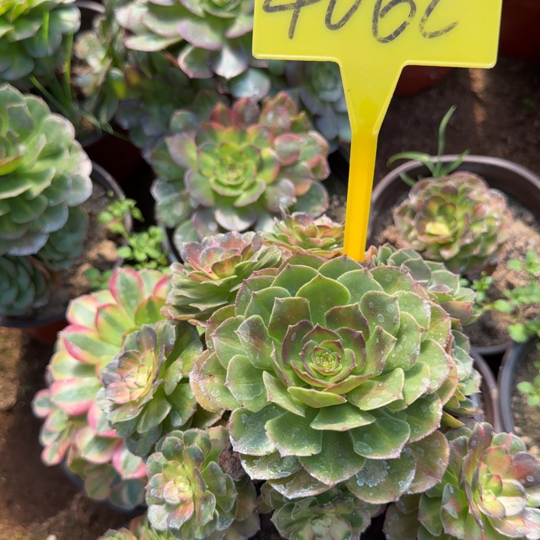 4062---海王多肉植物七彩