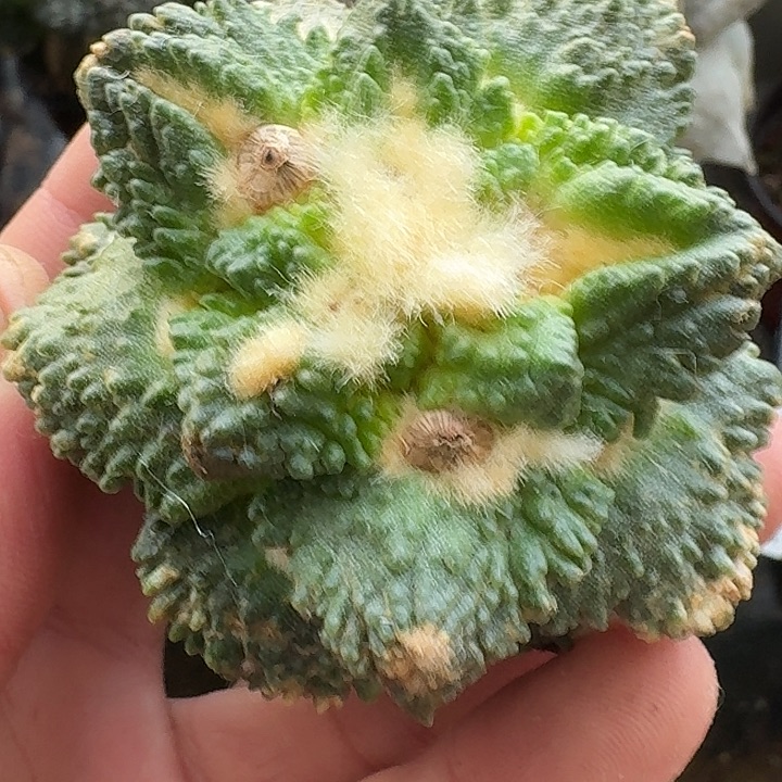 无花朵苗接龟甲怒802