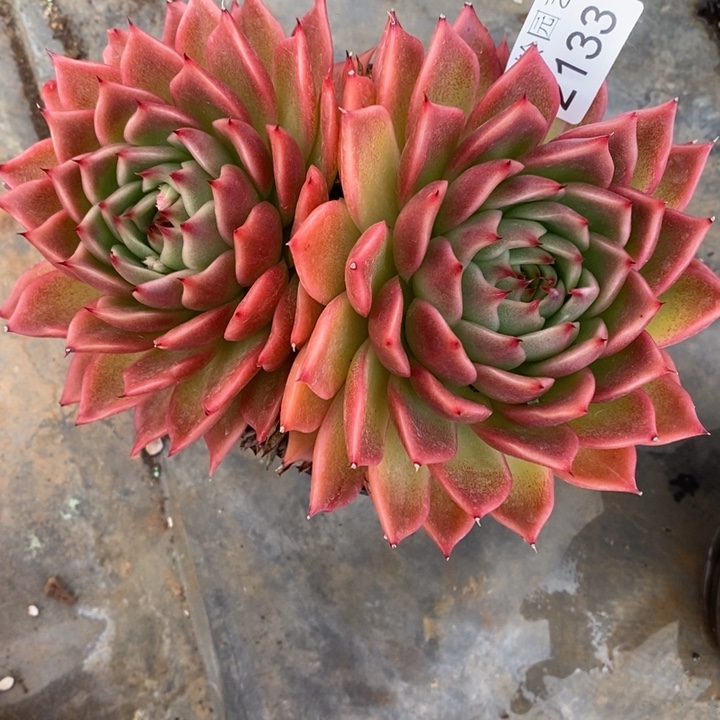 农***果2133杂交老桩基地～12厘米