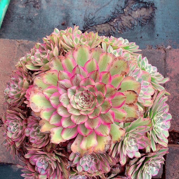 奥黛丽啊啊啊啊啊啊啊啊